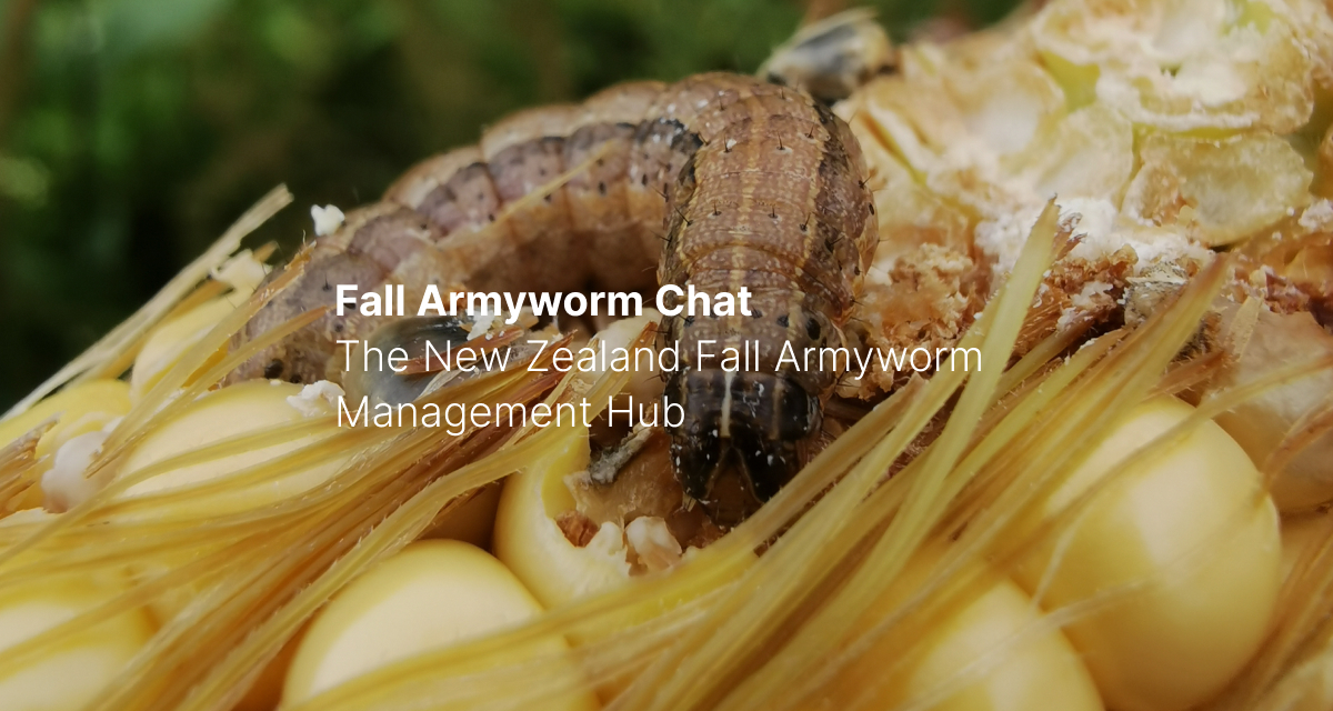 Fall Armyworm Hd Home » Fall Armyworm Management in Maize and Sweetcorn